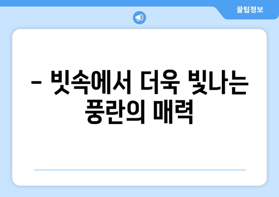 장마 속에도 아름다움을 피워내는 풍란꽃| 빗속의 풍경과 관리법 | 풍란, 난초, 장마철 관리, 꽃