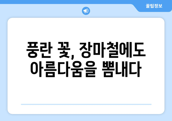 습한 장마철에도 아름다운 자태를 뽐내는 풍란꽃 | 풍란, 장마, 꽃, 관리, 팁