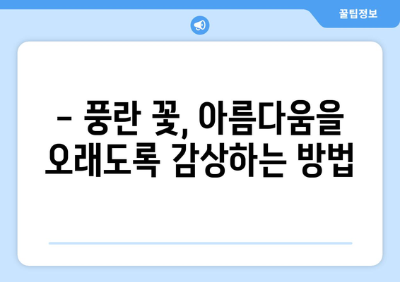 장마 속에도 아름다움을 피워내는 풍란꽃| 빗속의 풍경과 관리법 | 풍란, 난초, 장마철 관리, 꽃